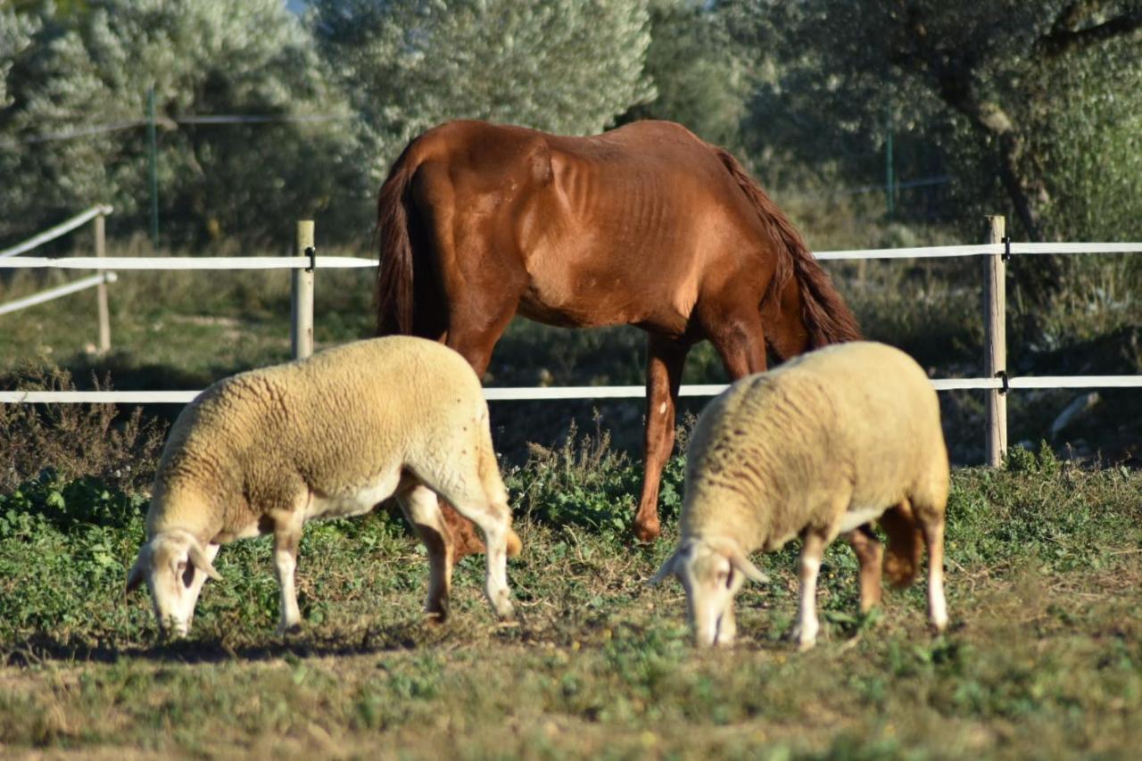 Casa Con Vistas, Piscina Y Animales De Granja, La Caseta Tarragona Buitenkant foto