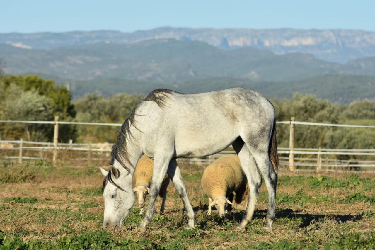 Casa Con Vistas, Piscina Y Animales De Granja, La Caseta Tarragona Buitenkant foto